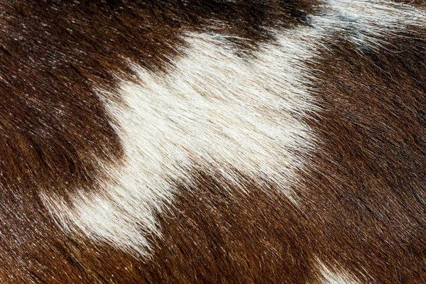白い斑点のある茶色の毛皮の背景 — ストック写真