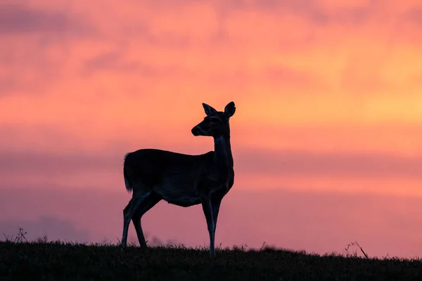 Hirsche Texas Bei Sonnenuntergang — Stockfoto