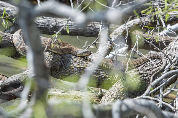 Змія Дереві Техасі — стокове фото