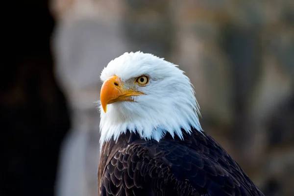 Bald Eagle Closeup Defocused Background — Stock Photo, Image
