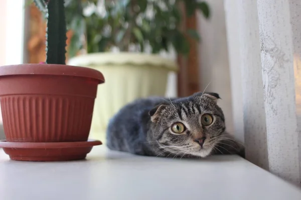 Γκρίζα Γάτα Στο Περβάζι Του Παραθύρου — Φωτογραφία Αρχείου