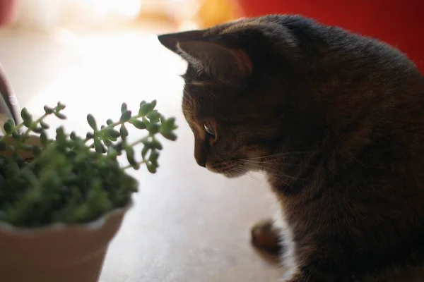 집고양이가 식물을 있습니다 — 스톡 사진