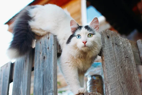 Katt Med Olika Färgade Ögon Staketet — Stockfoto