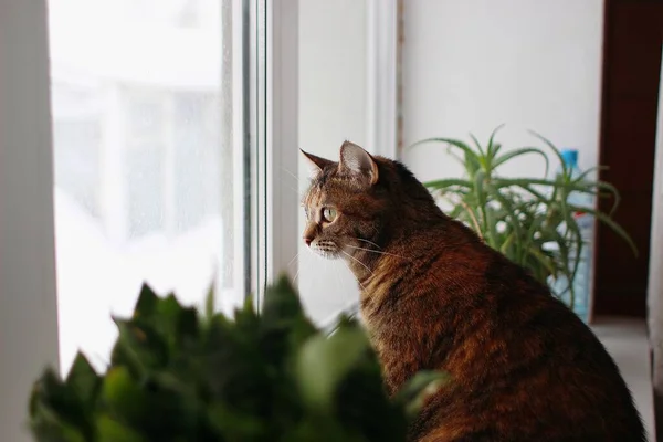 Hnědá Kočka Sedí Okna — Stock fotografie