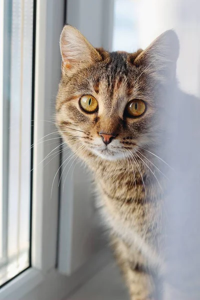 Портрет Коричневого Кота Сидящего Окна — стоковое фото