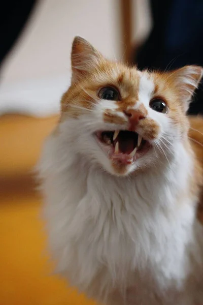 Portrét Mňoukající Zrzavé Kočky — Stock fotografie