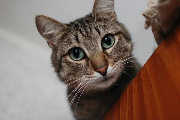 Porträt Einer Katze Die Nach Unten Schaut — Stockfoto