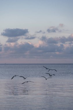 Martılar denizin üzerinde uçuyor. Miami güzel.