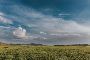 Idaho 'da mavi gökyüzü ve fısıldayan bulutlarla yeşil çiftlik arazisi