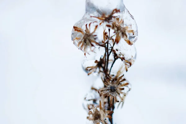 覆盖冰的花朵的特写 — 图库照片
