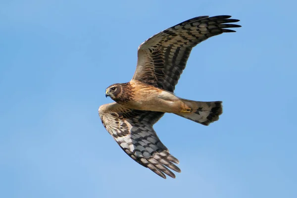 Northern Harrier Marsh Hawk — Stock Photo, Image