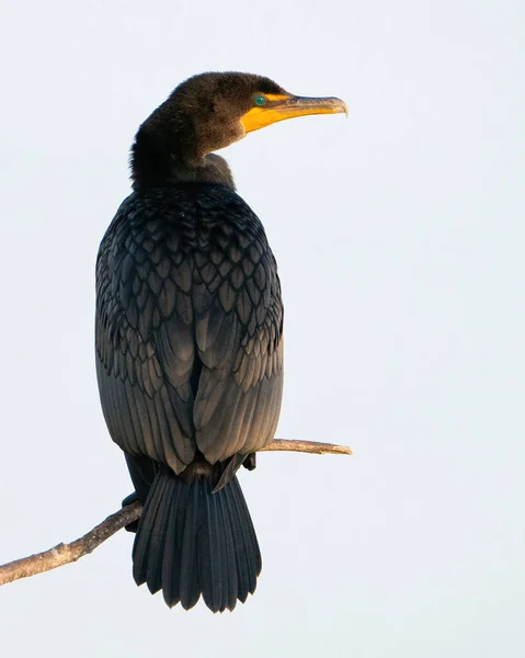 Een Double Crested Cormorant Neergestreken Boven Water — Stockfoto