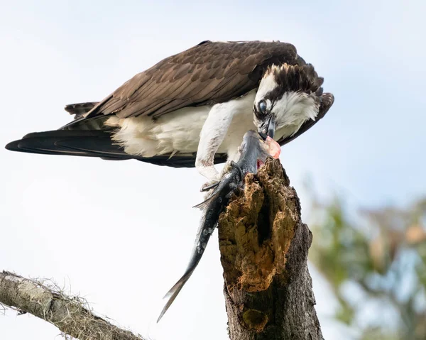 Osprey Eating Fish — Stock Photo, Image