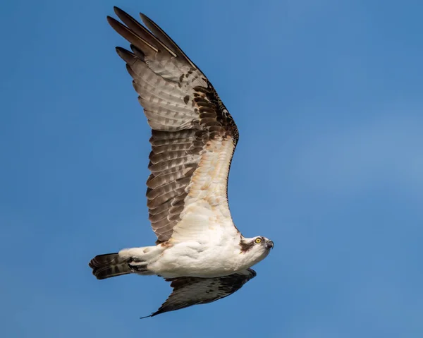 Águila Pescadora Volando Largo Del Lago Apopka — Foto de Stock