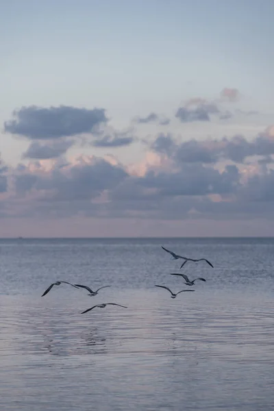 海を飛ぶカモメ マイアミの美しい — ストック写真