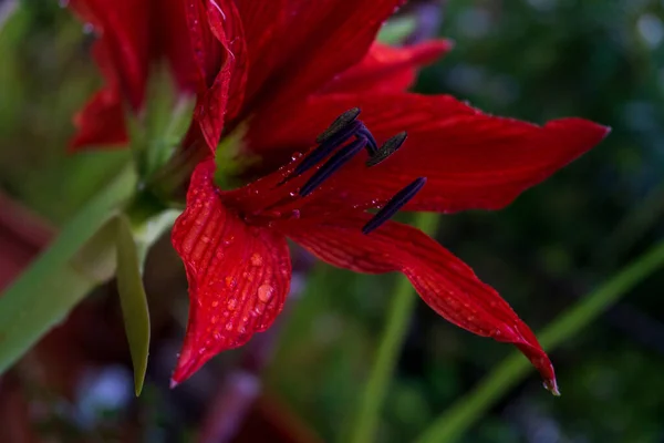 Огромный Ярко Красный Цветок Лилии Amaryllis Саду Капли Воды Лепестках — стоковое фото