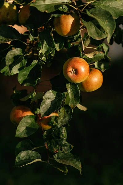 Осенние Яблоки Сельской Местности Красное Дерево — стоковое фото
