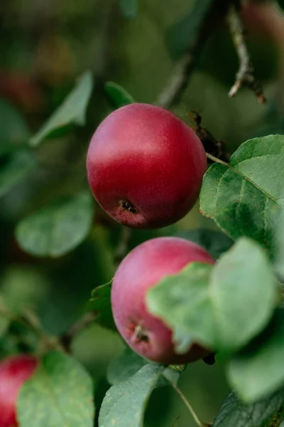 Autumn Nature Apple Tree Green — Stock Photo, Image