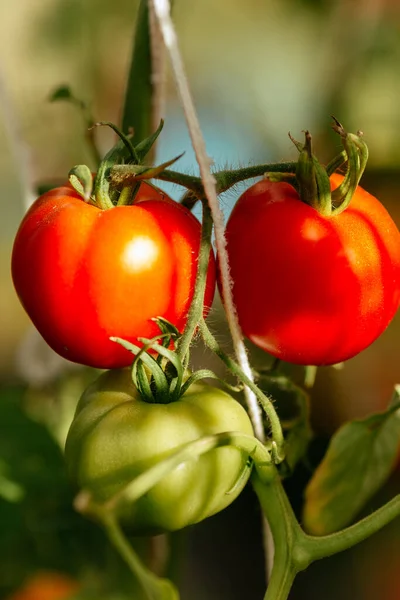 Tomates Vermelho Verde Plantas Natureza — Fotografia de Stock