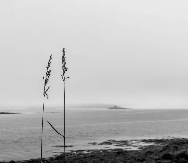 霧の多い暗い日にメイン州の海岸線に沿って長い草 — ストック写真