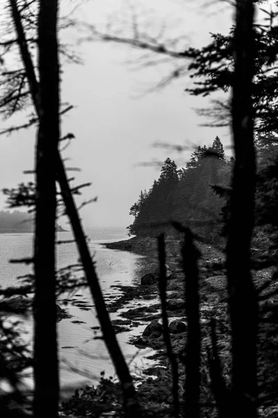 Rotsachtige Mistige Kust Van Maine Gezien Door Pijnbomen Zwart Wit — Stockfoto