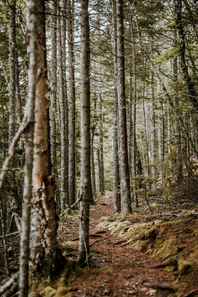 Sentier Pédestre Serpente Travers Forêt Pins Mousseux Dans Les Bois — Photo