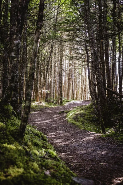 Szlak Meanders Przez Dappled Światła Sosnowego Lasu Maine — Zdjęcie stockowe
