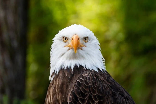 Bald Eagle Front View — Stock Photo, Image