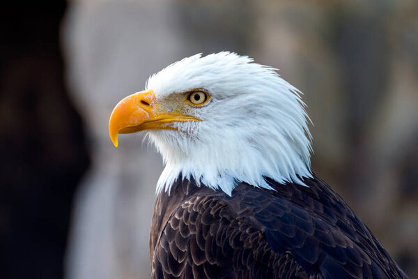 bald eagle side view