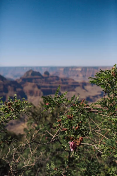 Scenery Shot Mountains North Rim Grand Canyon — Stock Photo, Image