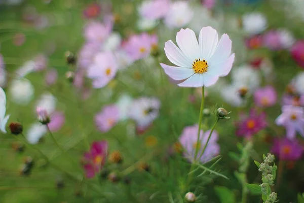 Weiße Blume Auf Der Sommerwiese — Stockfoto