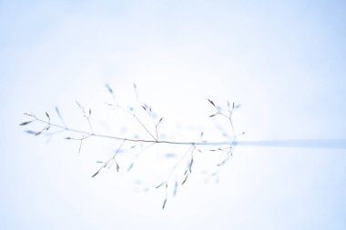 Mavili bentgrass kökü