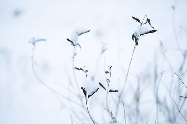Erba Secca Inverno Sotto Neve Blu — Foto Stock