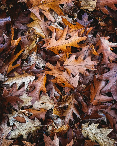 Menutup Tumpukan Daun Oak Coklat Jatuh Tanah Pada Musim Gugur — Stok Foto