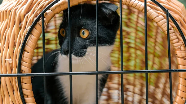 Φορέα Γάτας Λυπηρό Γατάκι Πίσω Από Κάγκελα Ενός Φορέα — Φωτογραφία Αρχείου
