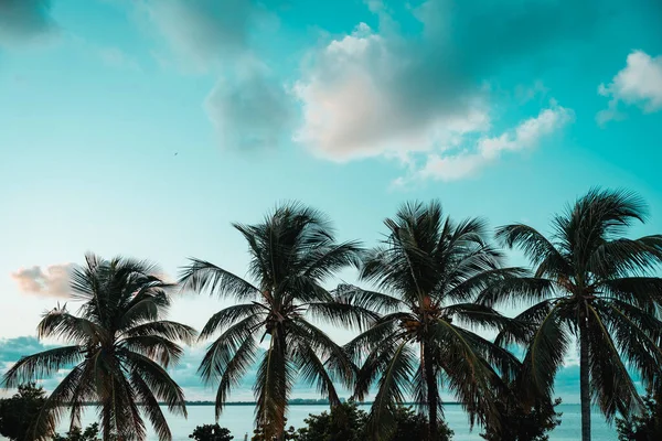 Palmen Tropische Sleutel Biscayne Florida — Stockfoto