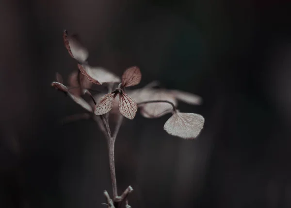 Hydrangea Makró Természet Részletek Hangulat Növények Szabadban Virágok — Stock Fotó