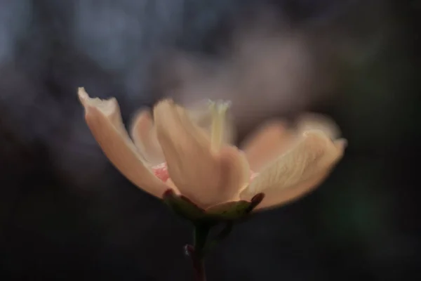Квіти Жовті Квіти Весна Макрос Природа Деталі Зухвалість Пелюстки — стокове фото