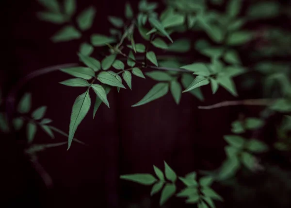 Green Leaves Moody Macro Nature — Stock Photo, Image