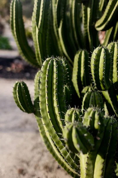 Close Cactus Jardim Deserto San Diego — Fotografia de Stock
