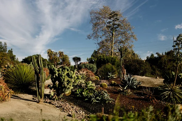 Пустынный Сад Закате Южной Бухте Сан Диего — стоковое фото