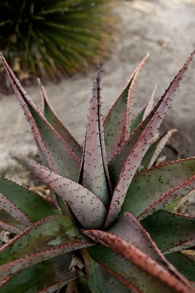 Close Up of Succulent in Desert Garden in San Diego