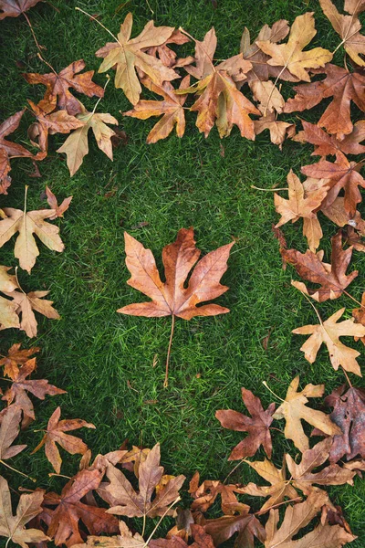 Autumn Maple Leaf Umrahmt Von Anderen Blättern — Stockfoto