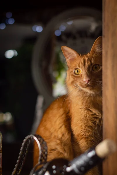 Piękny Kotek Bardzo Ciekawy — Zdjęcie stockowe