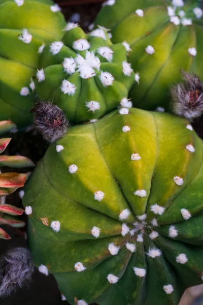 Zöld Kaktusz Labdák Háttér Közelről — Stock Fotó