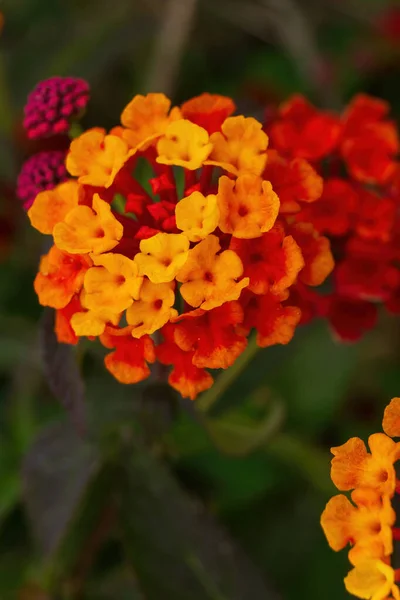 Πορτοκαλί Κόκκινες Ταξιανθίες Των Λουλουδιών Lantana Στον Κήπο Close — Φωτογραφία Αρχείου