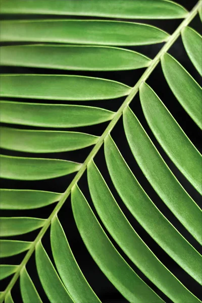 Vertical Picture Green Leaf — Stock Photo, Image