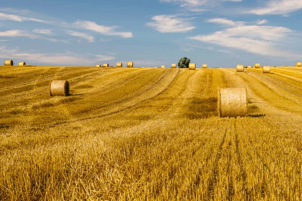 Straw Combined Nearby Each Other Stack Harvest Company — Stock Photo, Image