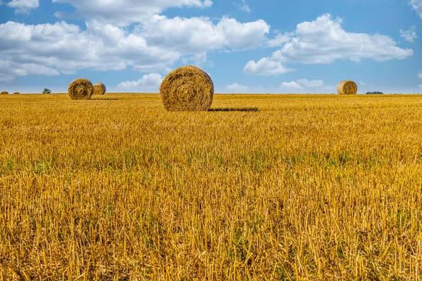 Agriculture Field Harvest Large Bales Hay Wheat Field — Fotografia de Stock