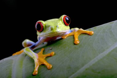 Kırmızı gözlü ağaç kurbağasının yakın plan fotoğrafı.
